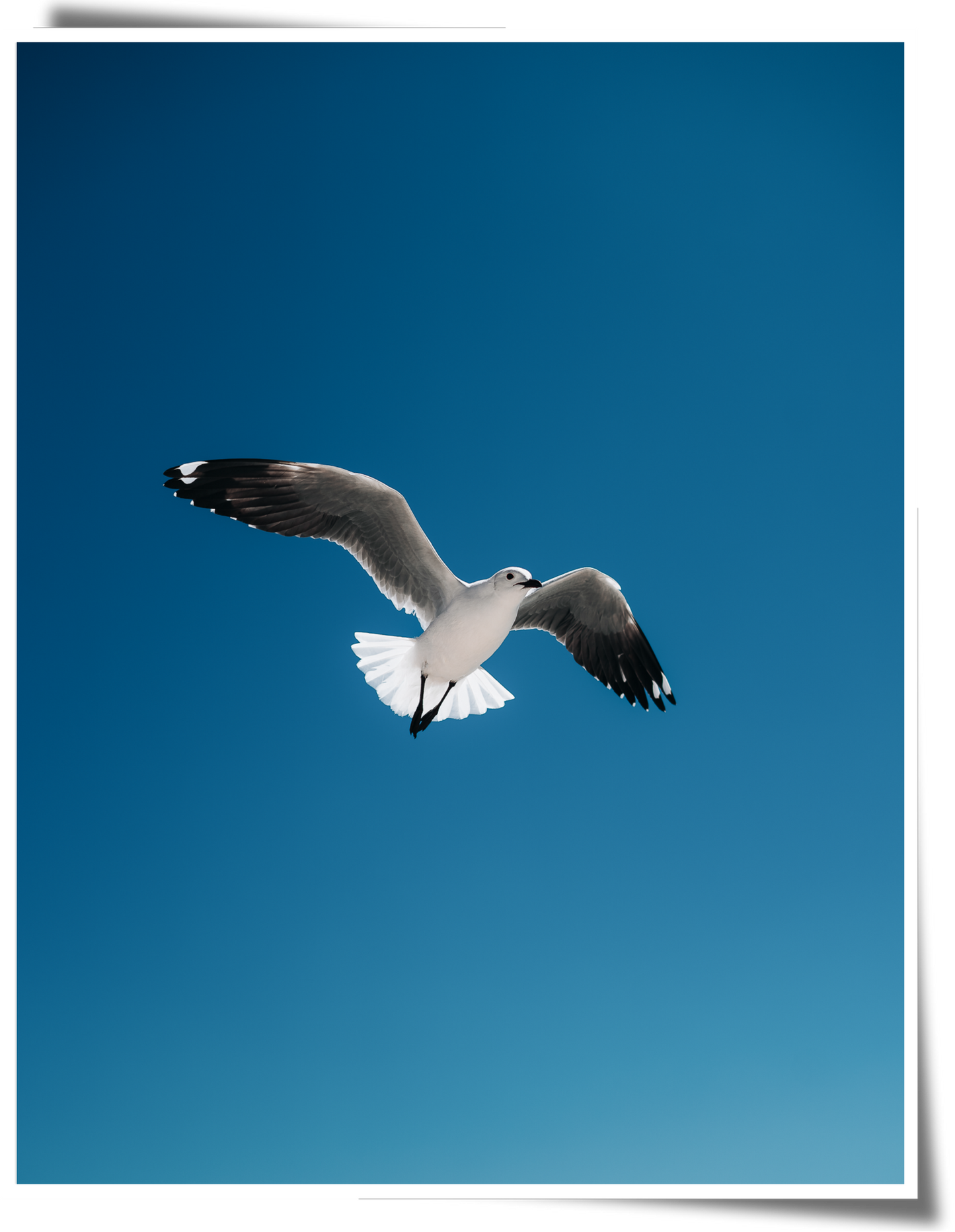 Freedom Above