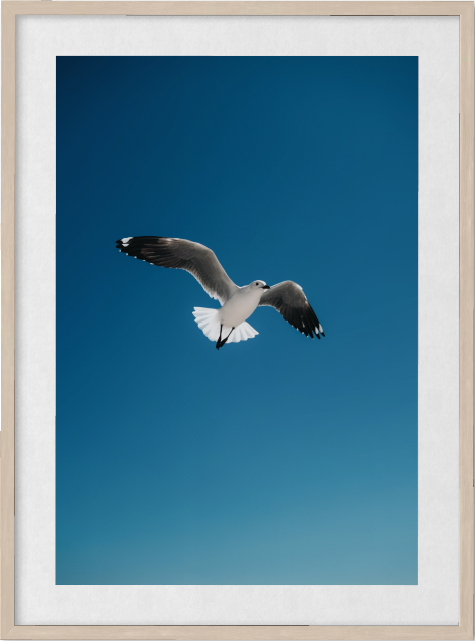 Freedom Above