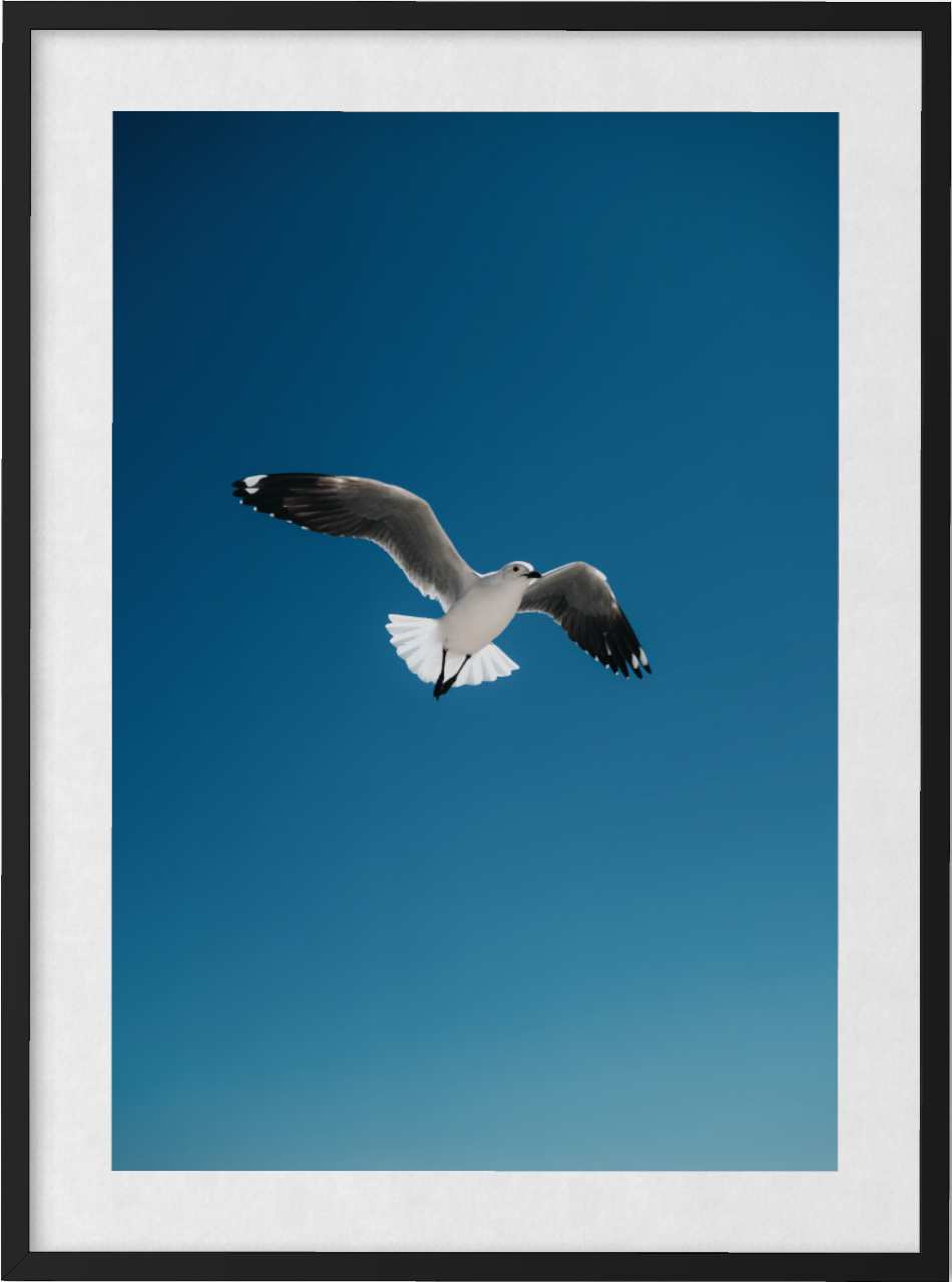 Freedom Above